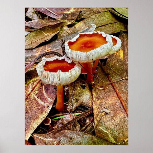 Poster 18 x 24 (Frente)