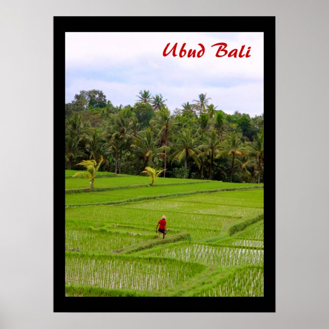Poster (18" x 24") Campos de Arroz Ubud Bali (Frente)
