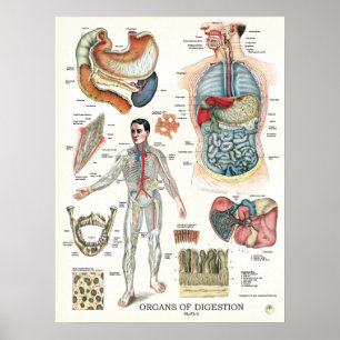 Poster 18 x 24 da anatomia do sistema digestivo