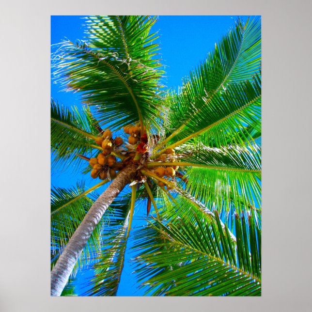 Poster (18" x 24") Palm Tree Vanuatu (Frente)