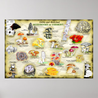 Poster 18x12 Cogumelos de Vermont