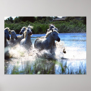 Poster 18x24 dos cavalos selvagens da fotografia
