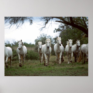 Poster 18x24 dos cavalos selvagens da fotografia