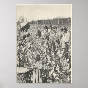 Pôster 1916 Pegando Algodão