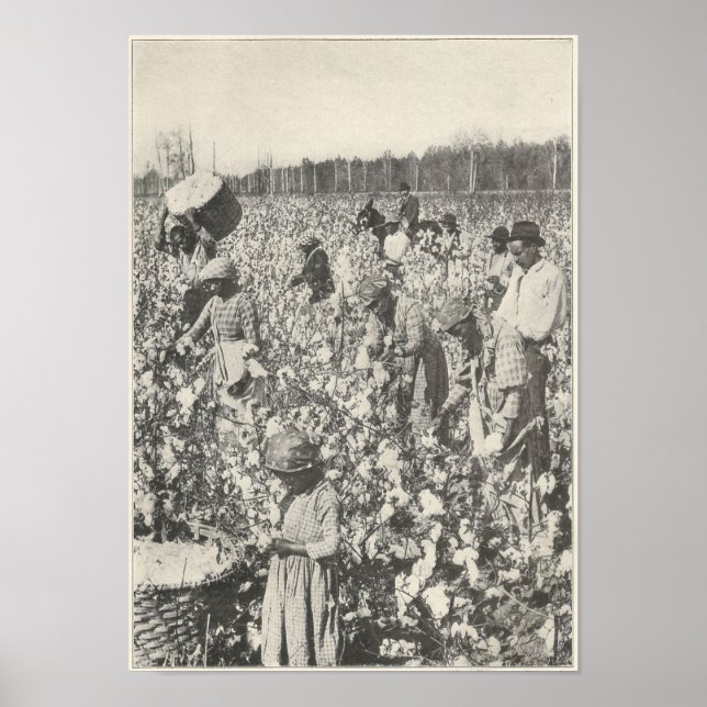 Pôster 1916 Pegando Algodão (Frente)