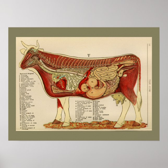 Pôster 1917 Vintage Cow Internal Anatomy Chart (Frente)