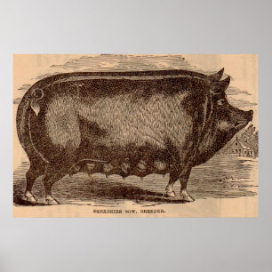 Poster 19th century pig print Berkshire sow no. 1