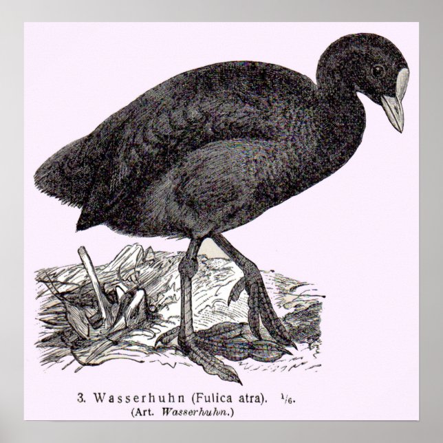Poster 19th century wasserhuhn or moorhen print (Frente)