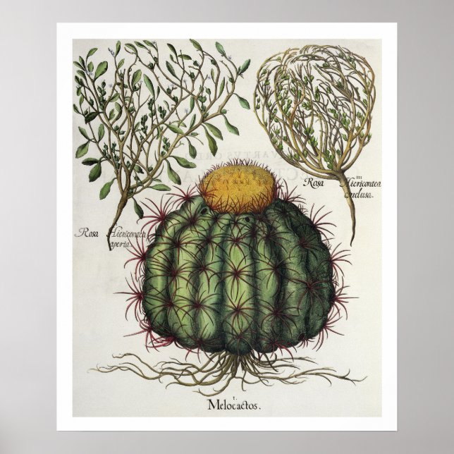 Pôster 1.Melocactus; 2.Rosa Hiericontea aperta; 3.Rosa Hi (Frente)