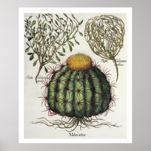 Pôster 1.Melocactus; aperta de 2.Rosa Hiericontea; 3.Rosa