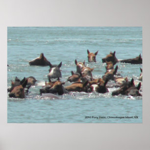 Poster 2010 natação do pônei, ilha de Chincoteague, VA