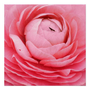 Pôster 20"x20", Poster de papel (Semibrilho), cor-de-rosa
