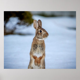Poster 20x16 Coelho na neve