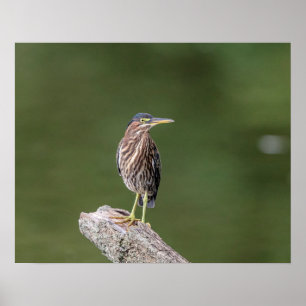 Pôster 20x16 Green Heron em um registro