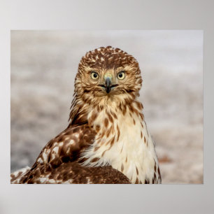 Pôster 20x16 Hawk imaturo de pele vermelha no chão