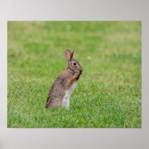 Poster 20x16 Rabbit standing in the grass and looking shy