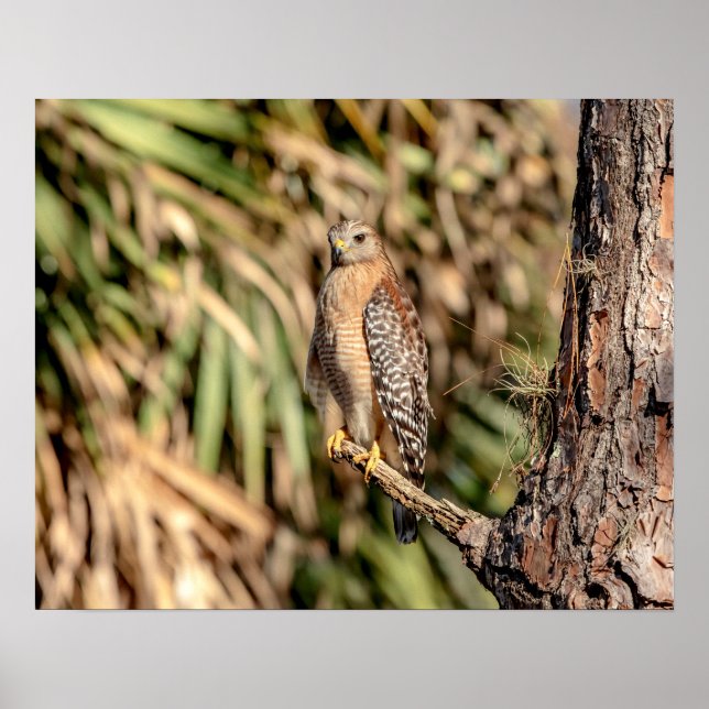 Poster 20x16 Red Shoulked Hawk em uma árvore (Frente)