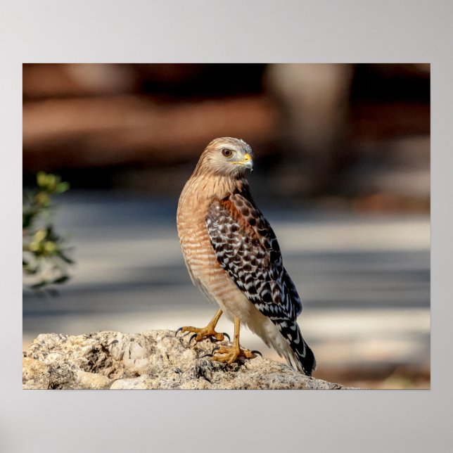 Poster 20x16 Red Shoulked Hawk numa rocha (Frente)