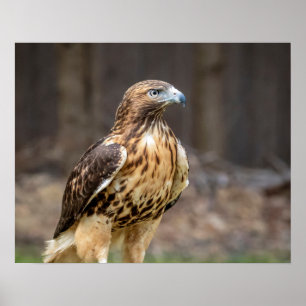Poster 20x16 Red-tailed hawk in the Hudson Valley
