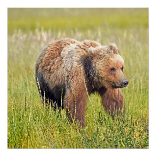 Pôster 20x20 Poster brilhante de urso pardo