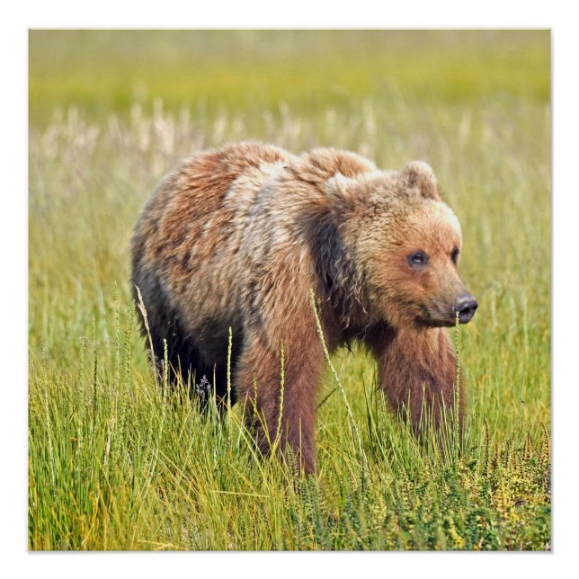 Pôster 20x20 Poster brilhante de urso pardo (Frente)