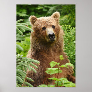 poster 20x28 (Matte) com urso pardo