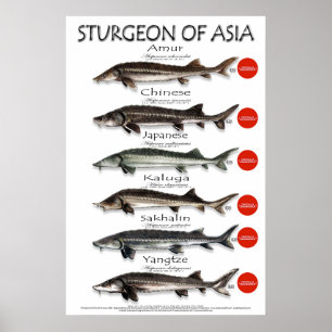 POSTER - 20x30 - ESTÚGIO DA ÁSIA