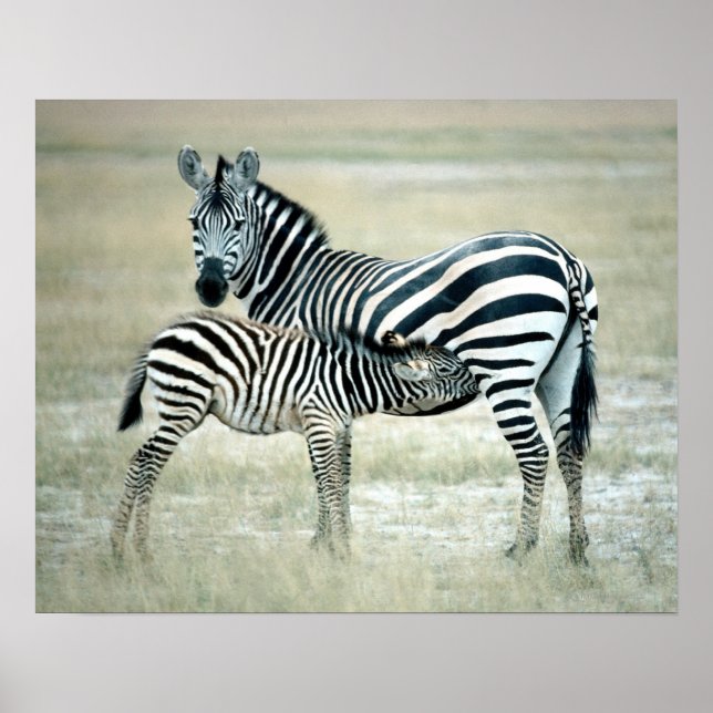 PÔSTER 24114480 (Frente)