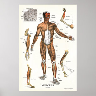 Poster 24 x 36 da anatomia do músculo