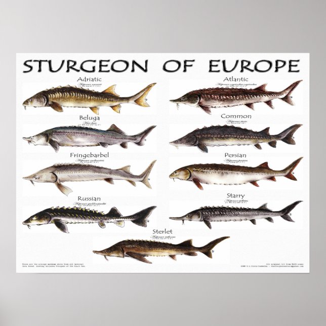 POSTER - 24x18 - STURGEON of EUROPE - (original) (Frente)