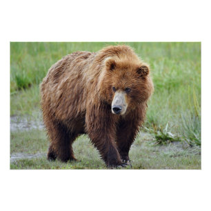 Pôster 28x18,67 Poster brilhante de urso pardo