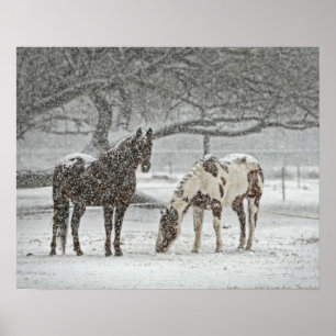 Pôster 2 Cavalos no inverno durante neveweather forecast