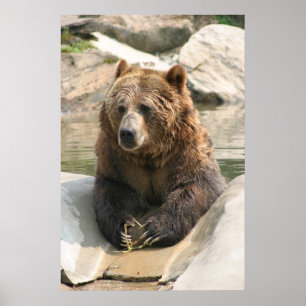 poster 2 do urso de urso grande
