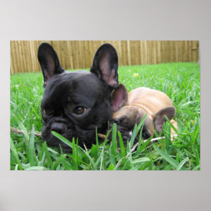 Pôster 2 Frenchies na grama