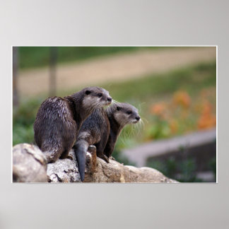 Poster 2 lontras