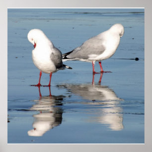 Poster 2 Seagulls on a Beach