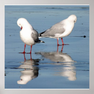 Poster 2 Seagulls on a Beach