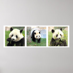 Poster 30x90 Géant Panda