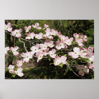 Poster 36"x24" Pink Dogwood