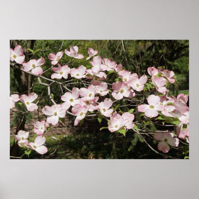 Poster 36"x24" Pink Dogwood (Frente)