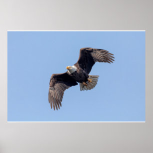 Poster 36x24 Bald Eagle em voo