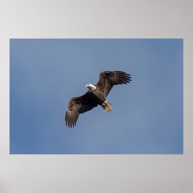 Poster 36x24 Bald Eagle em Voo (Frente)