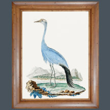 3 0f 6, Conjunto de 6 pinturas Audubon do Século X