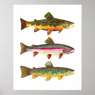Pôster 3 Trouts para Pescadores e Pescadores de Pesca