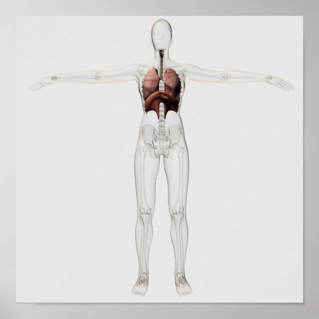 Pôster 3D View Of The Female Respiratory System (Frente)