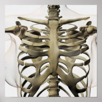 3D Vista Das Mulheres Esternum E Gaiola De Costela