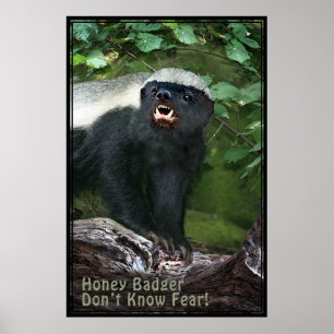 Poster -40x60 do texugo de mel V2 - outros