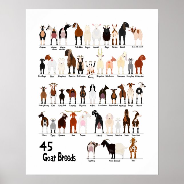 Poster 45 breeds of goats chart (Frente)