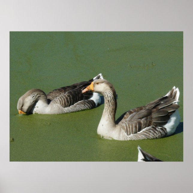 Pôster 4 de março (51) Canvas (Frente)