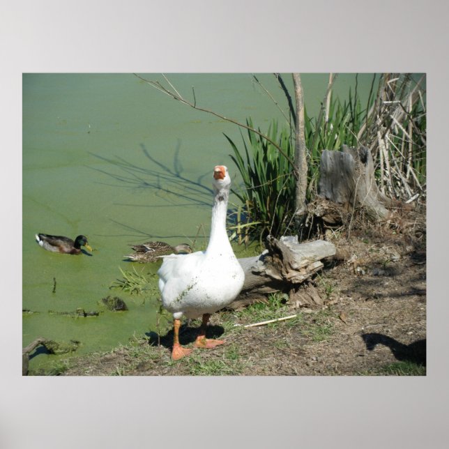 Pôster 4 de março (62) Canvas (Frente)